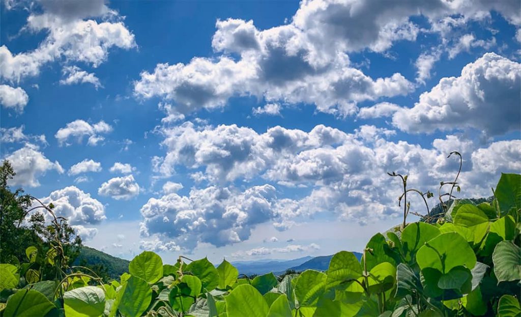 Sky and Kudzu vines view