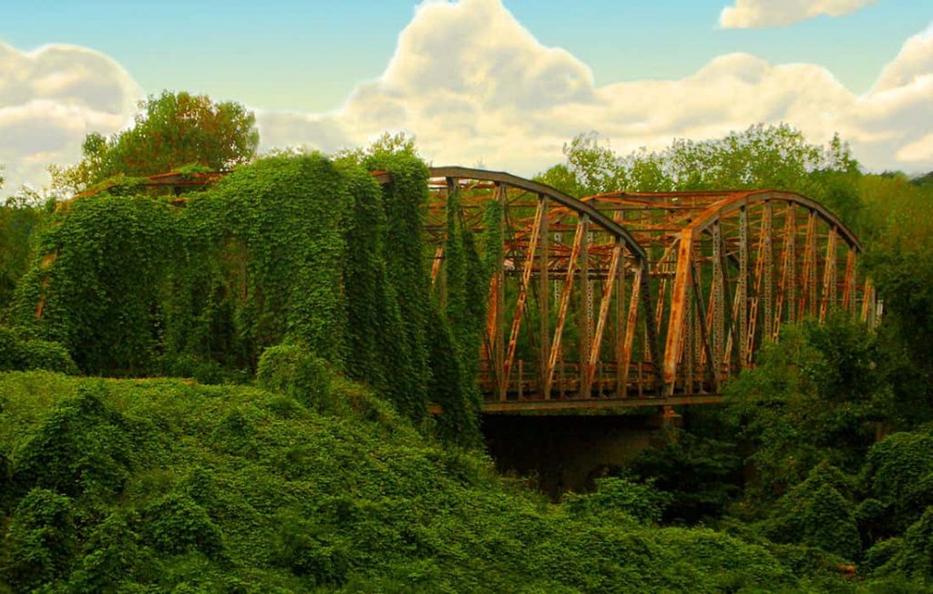 Bridge wrapped with the Kudzu plant