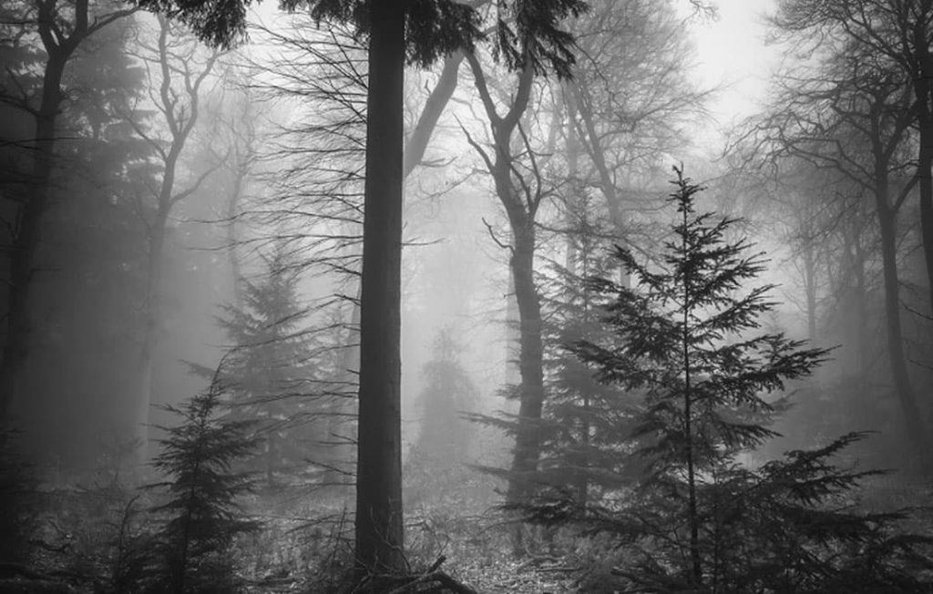 Forest in the fog