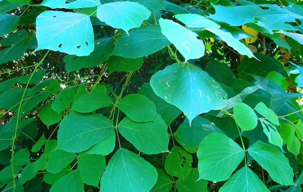 Kudzu vines with the leaves