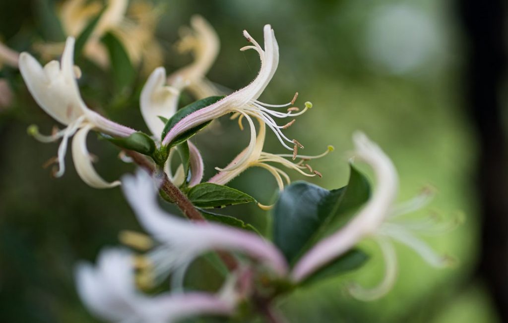 Flowers of Lonicera japonica 